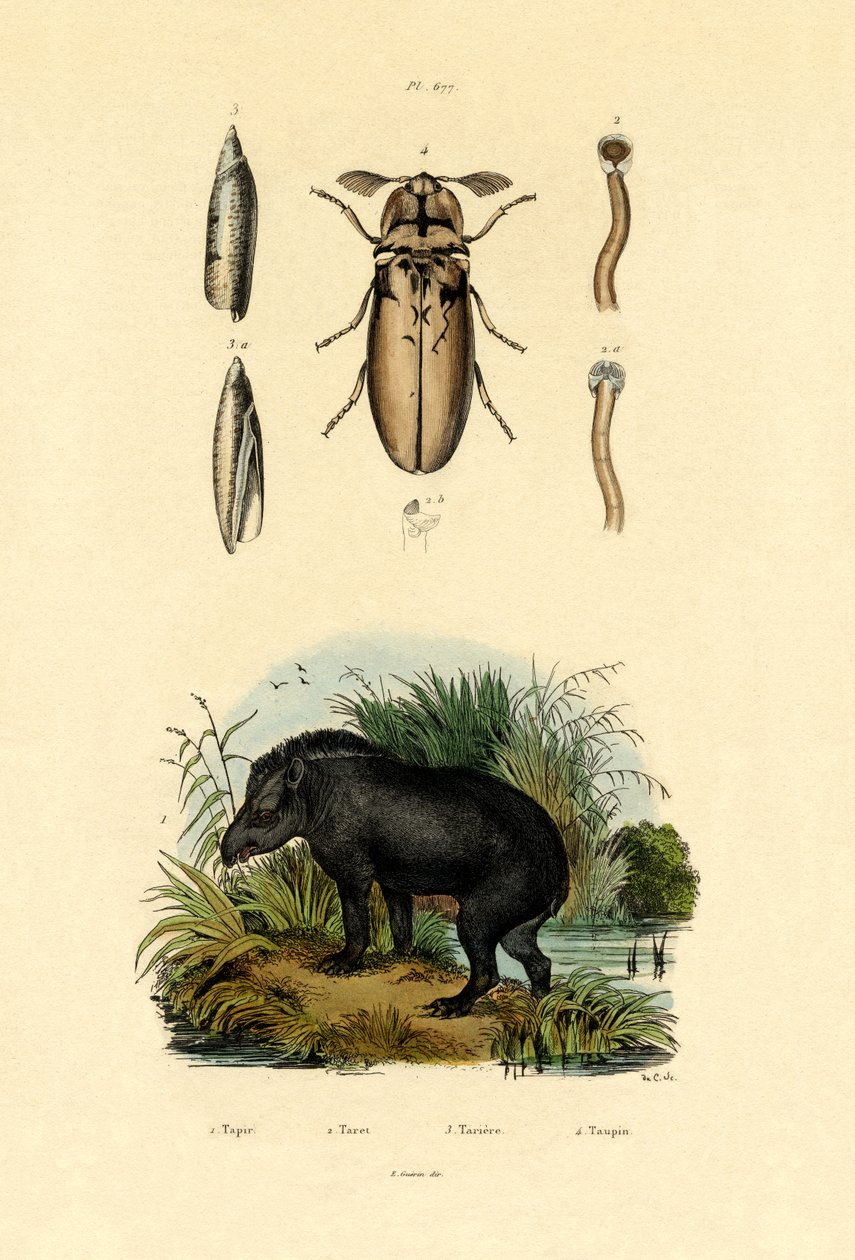 Tapir nizinny, 1833-39 autorstwa French School