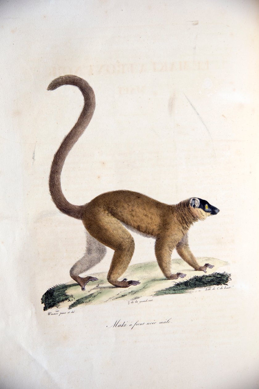 Brązowy lemur z kołnierzem, z historii naturalnej ssaków, z oryginalnymi figurami, autorstwa Étienne Geoffroy Saint-Hilaire i Frédéric Cuvier, 1824-42 autorstwa French School