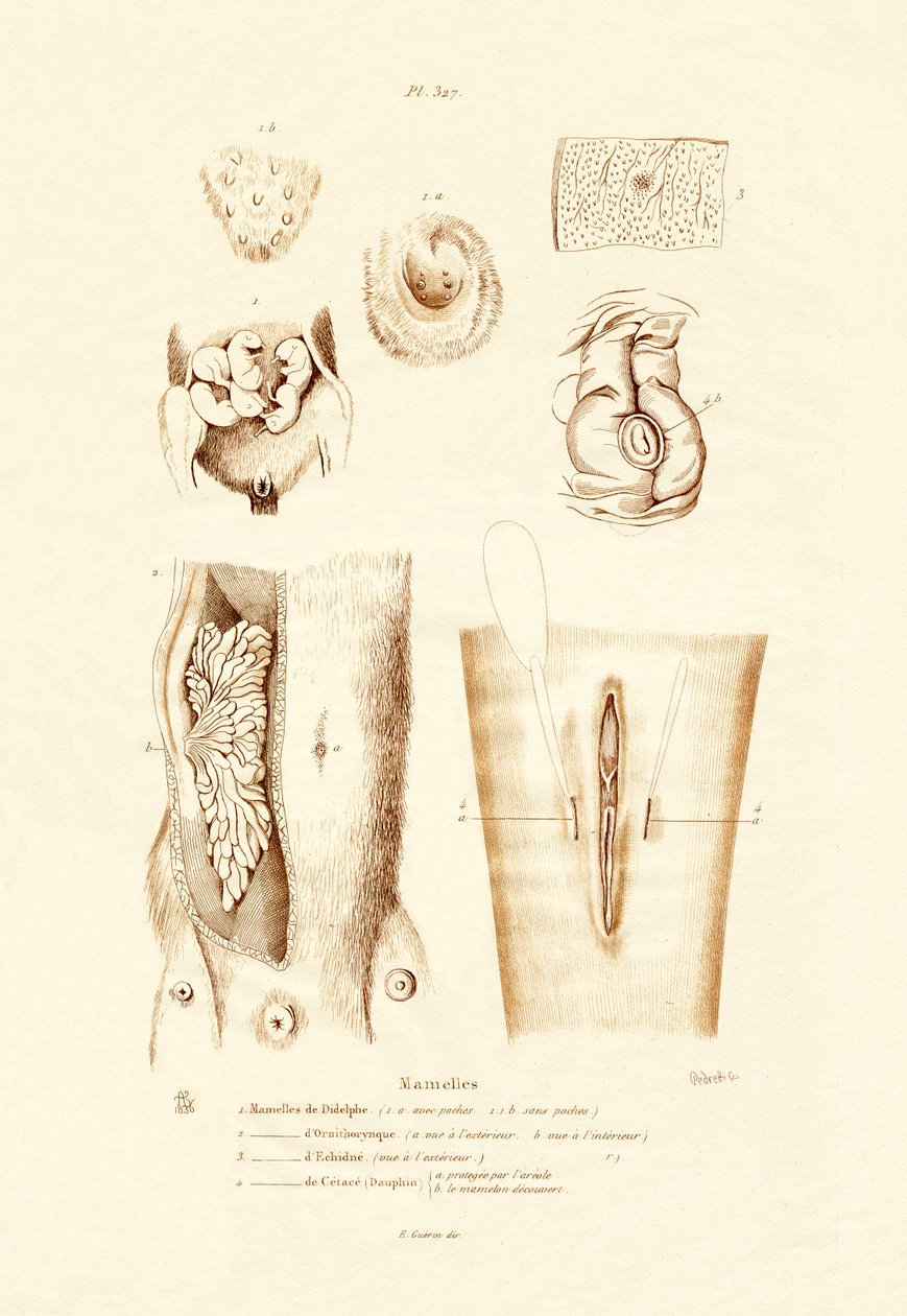 Gruczoły sutkowe, 1833-39 autorstwa French School