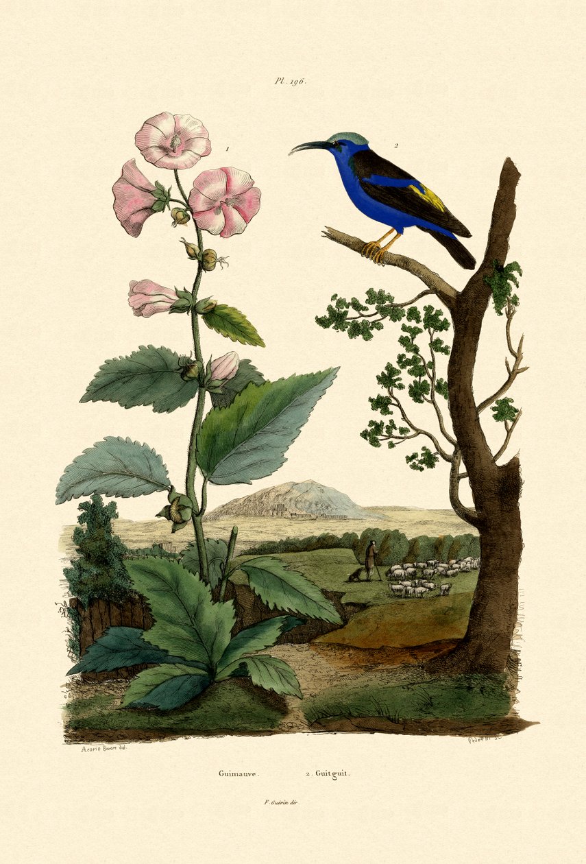 Marsh Mallow, 1833-39 autorstwa French School