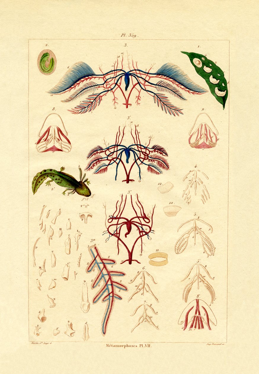 Metamorfoza, 1833-39 autorstwa French School