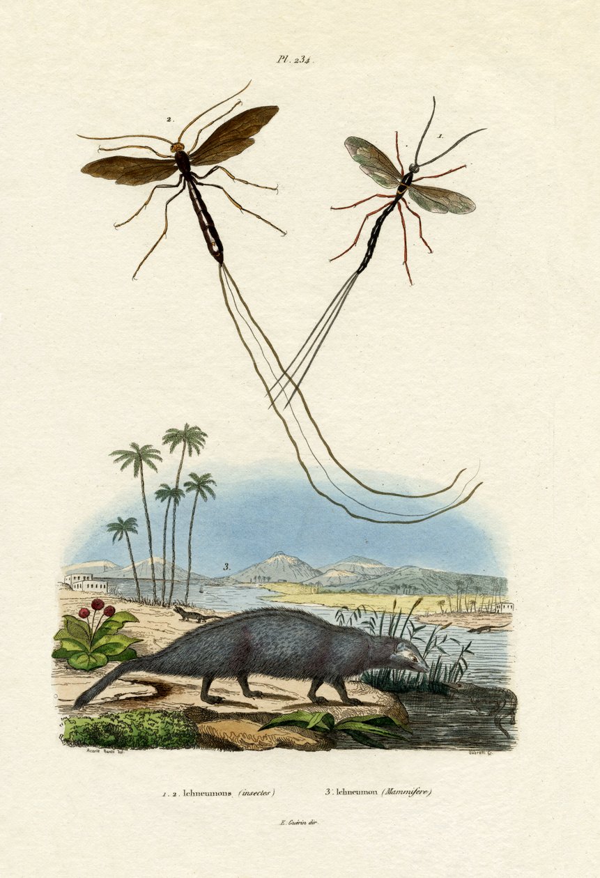 Mangusta, 1833-39 autorstwa French School