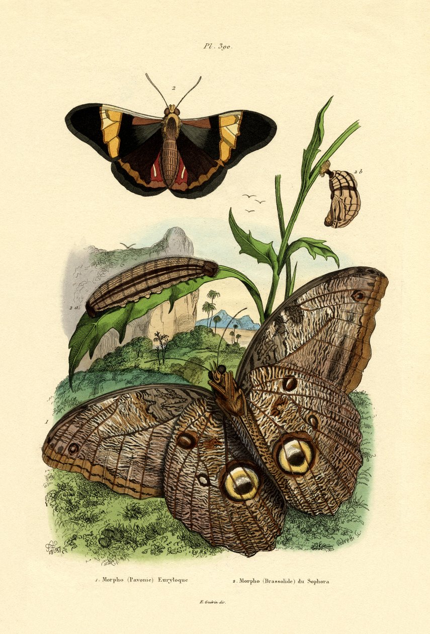 Morfo, 1833-39 autorstwa French School