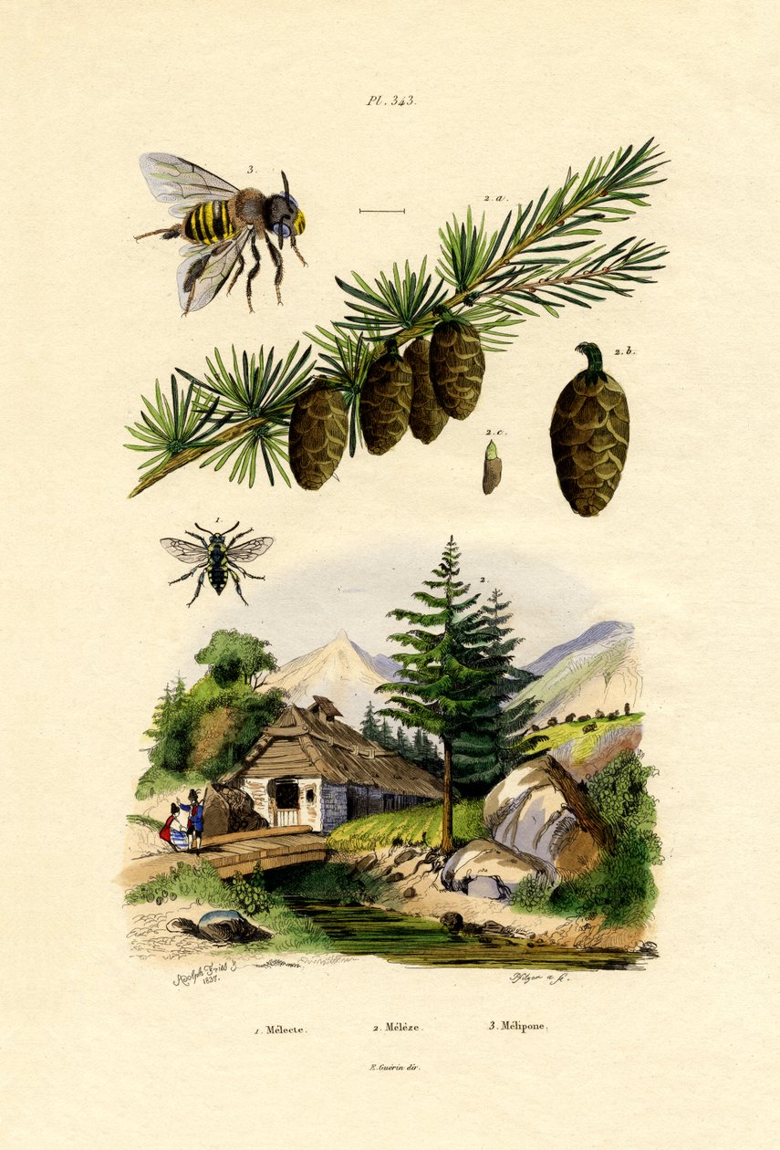 Pszczoła żałobna, 1833-39 autorstwa French School