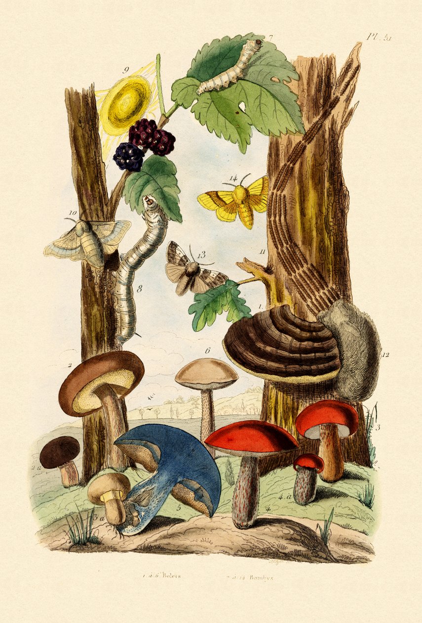 Grzyby, 1833-39 autorstwa French School