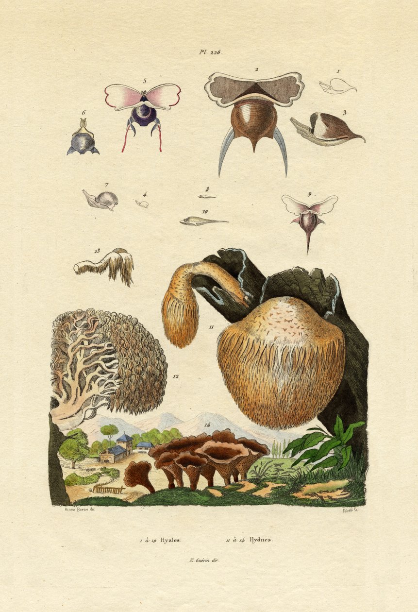 Grzyby, 1833-39 autorstwa French School