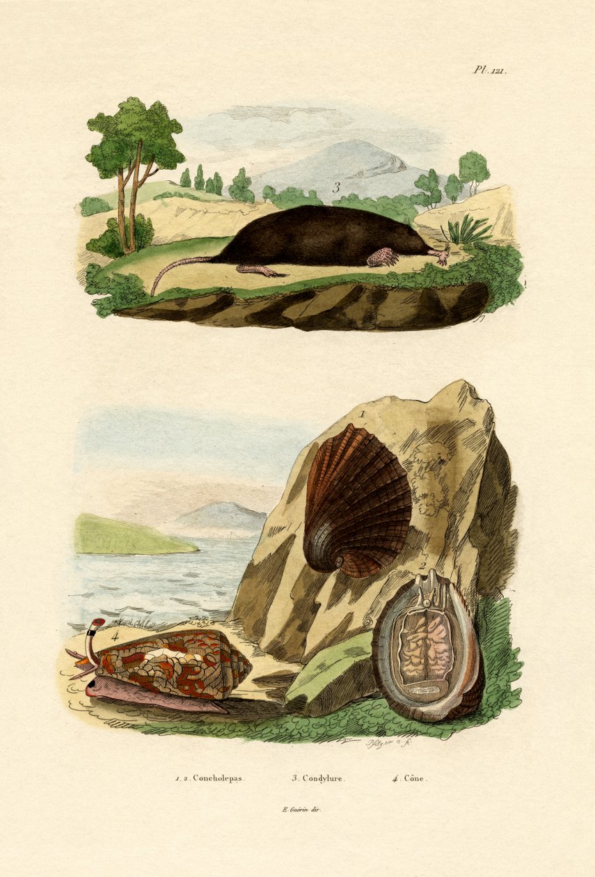 Rodzimy mięczak, 1833-39 autorstwa French School