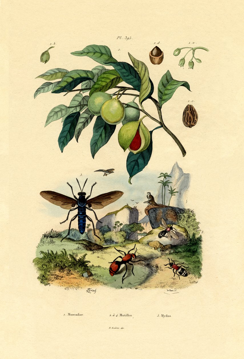 Gałka muszkatołowa, 1833-39 autorstwa French School