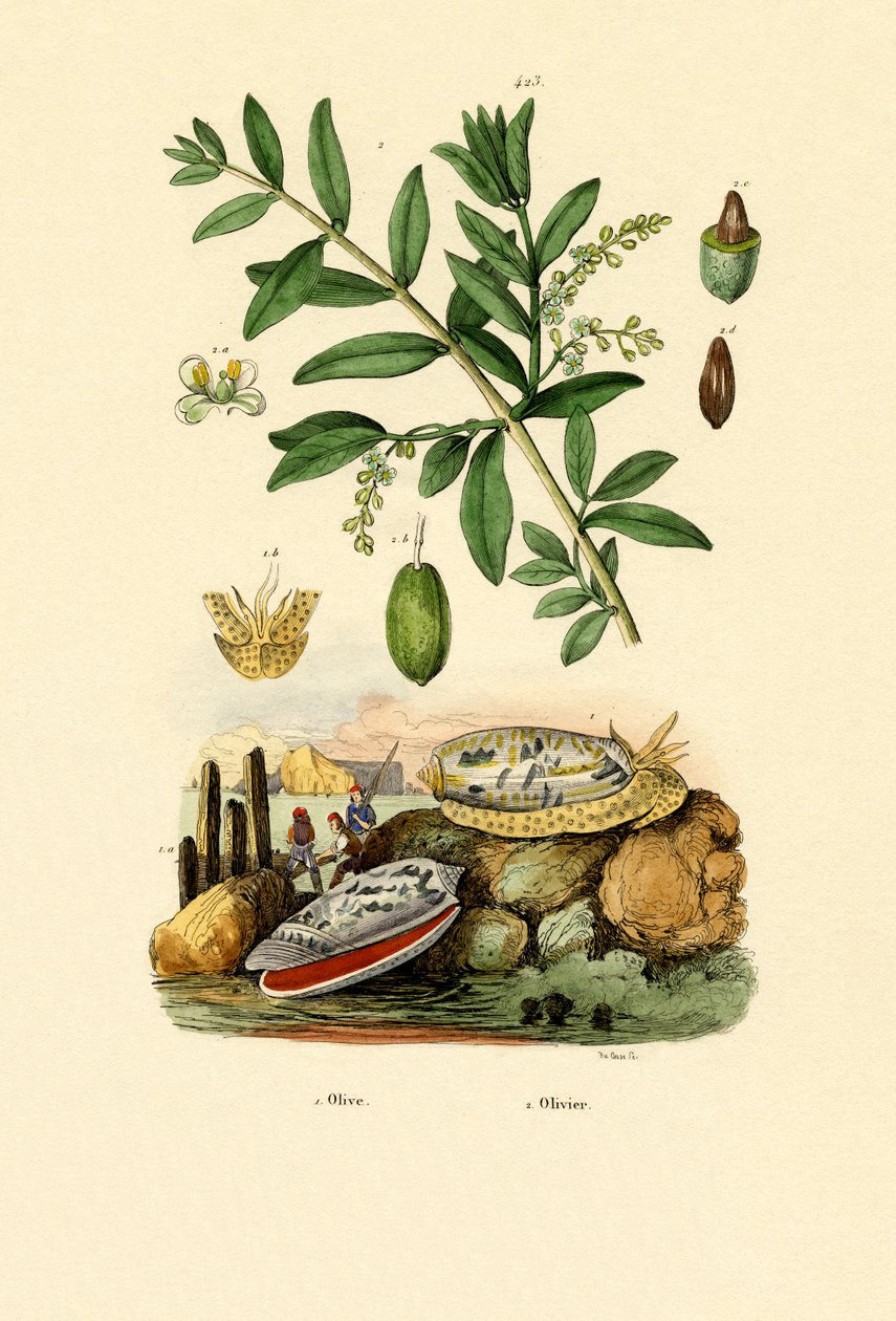 Muszla oliwna, 1833-39 autorstwa French School