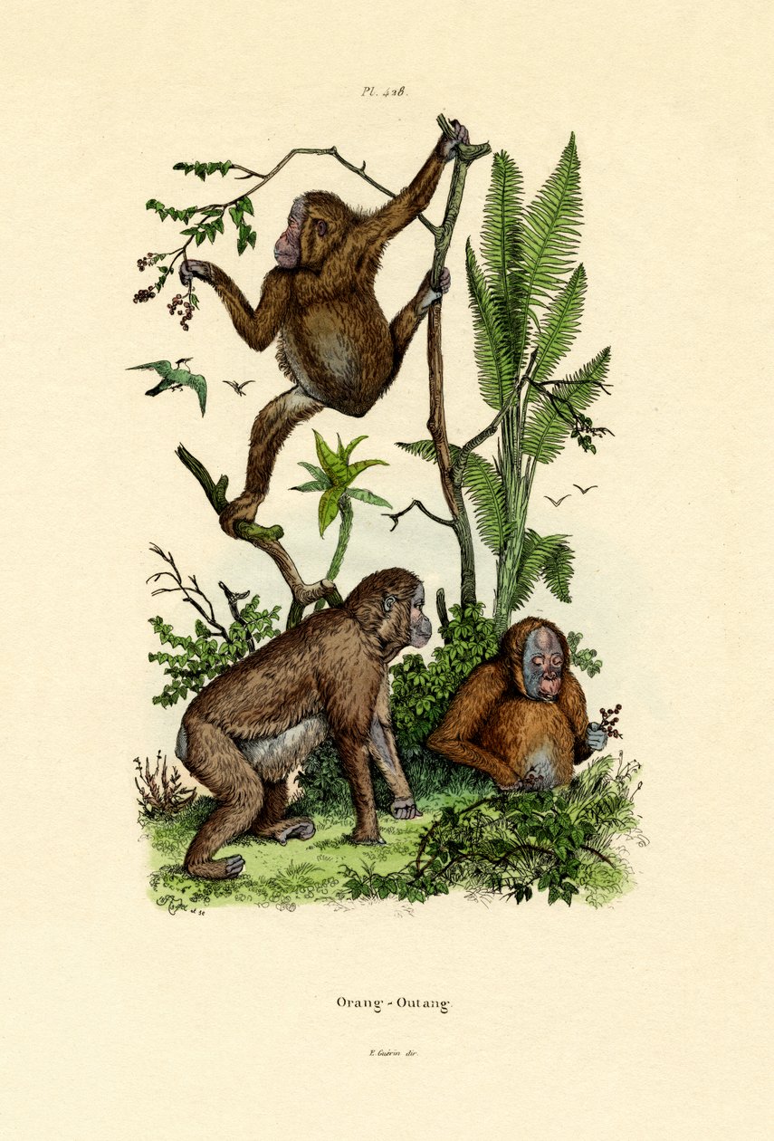 Orangutan, 1833-39 autorstwa French School