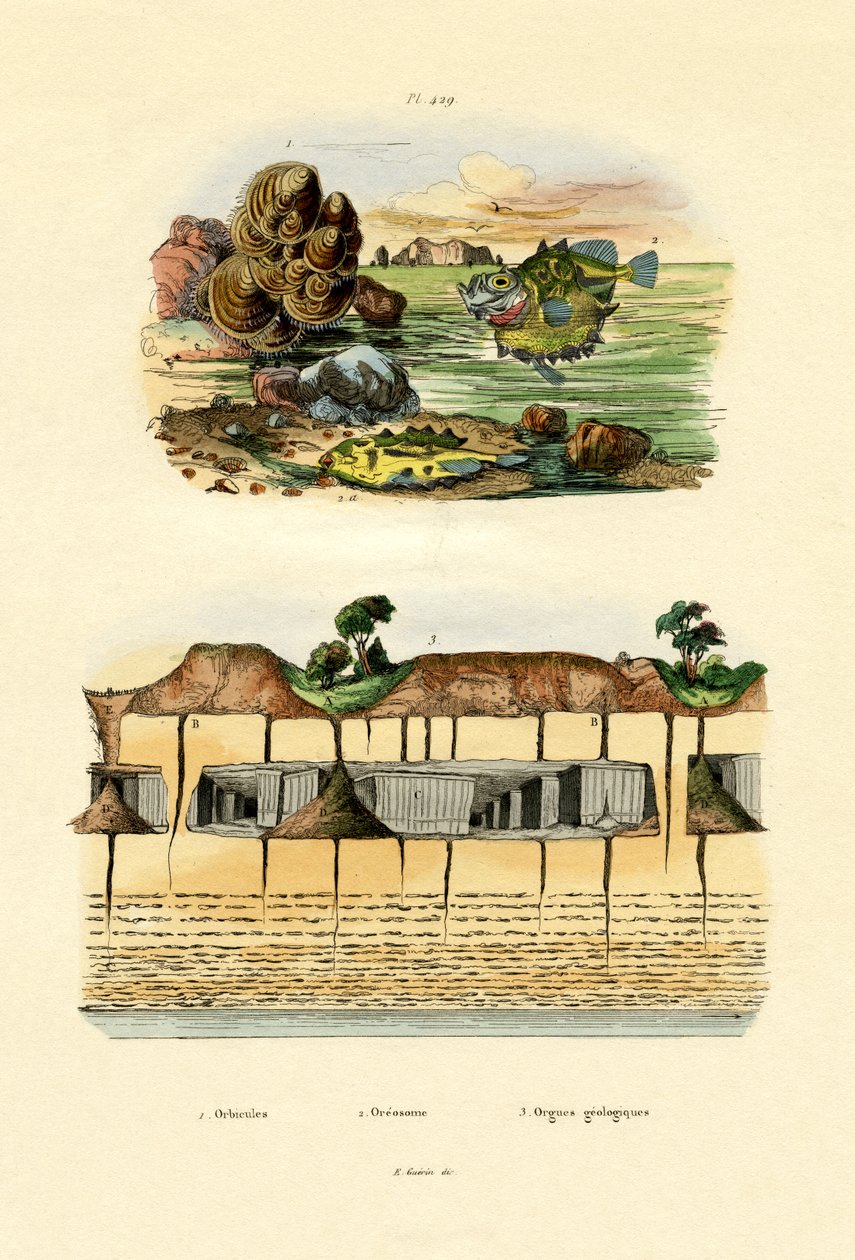 Muszla Orbiculi, 1833-39 autorstwa French School