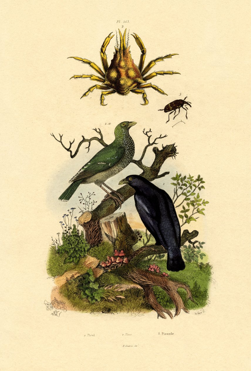 Oriol, 1833-39 autorstwa French School