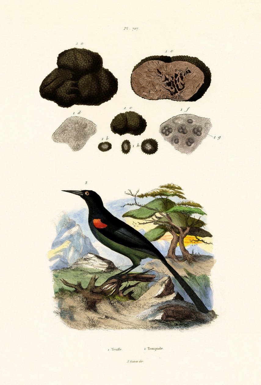 Wilga, 1833-39 autorstwa French School