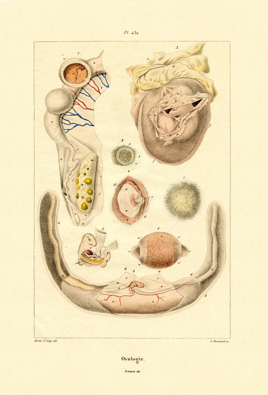 Owologia, 1833-39 autorstwa French School