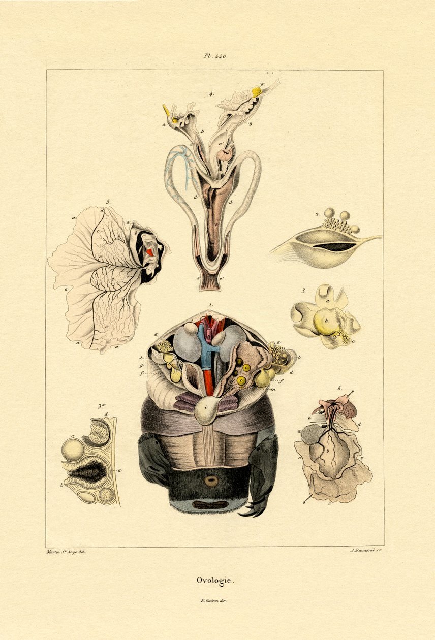 Owologia, 1833-39 autorstwa French School