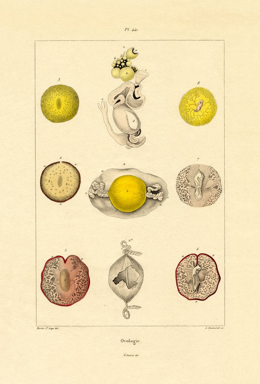 Owologia, 1833-39 autorstwa French School