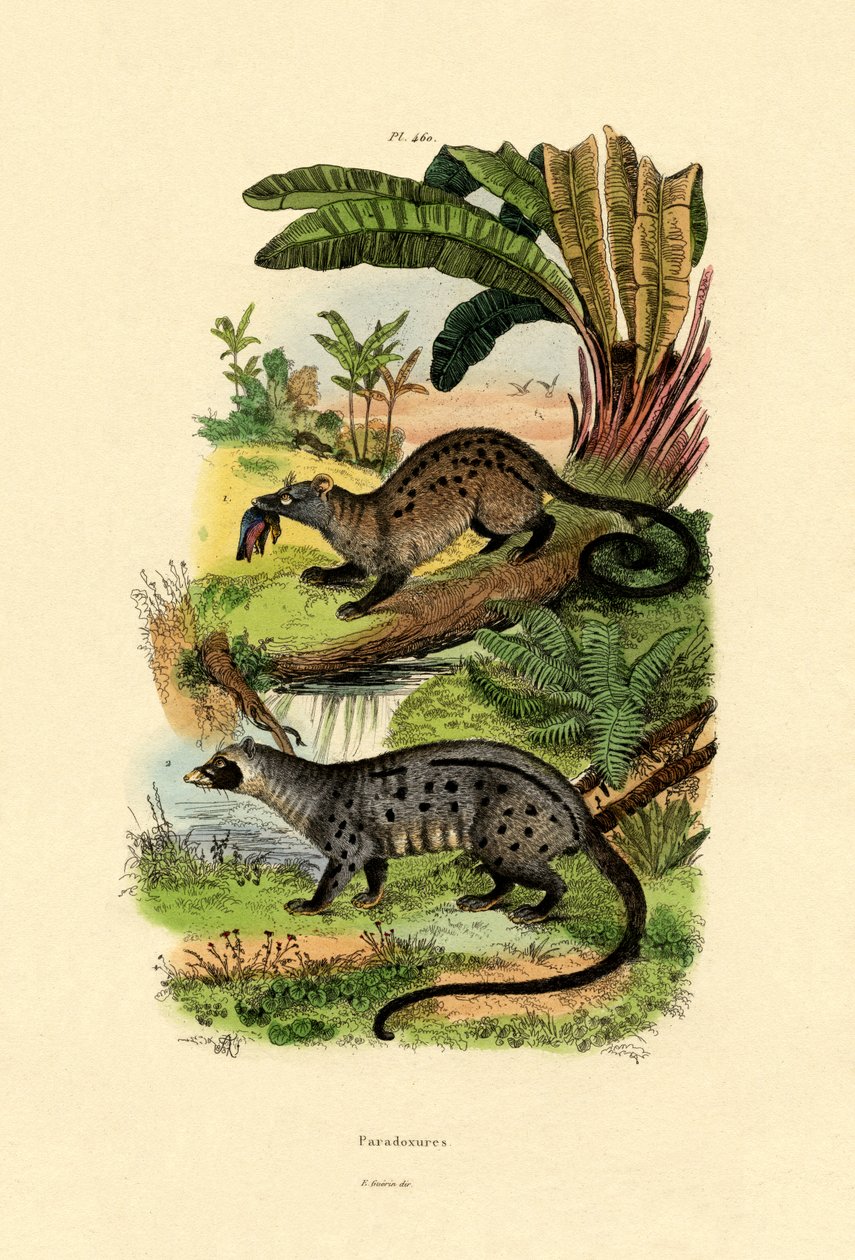 Cywety palmowe, 1833-39 autorstwa French School