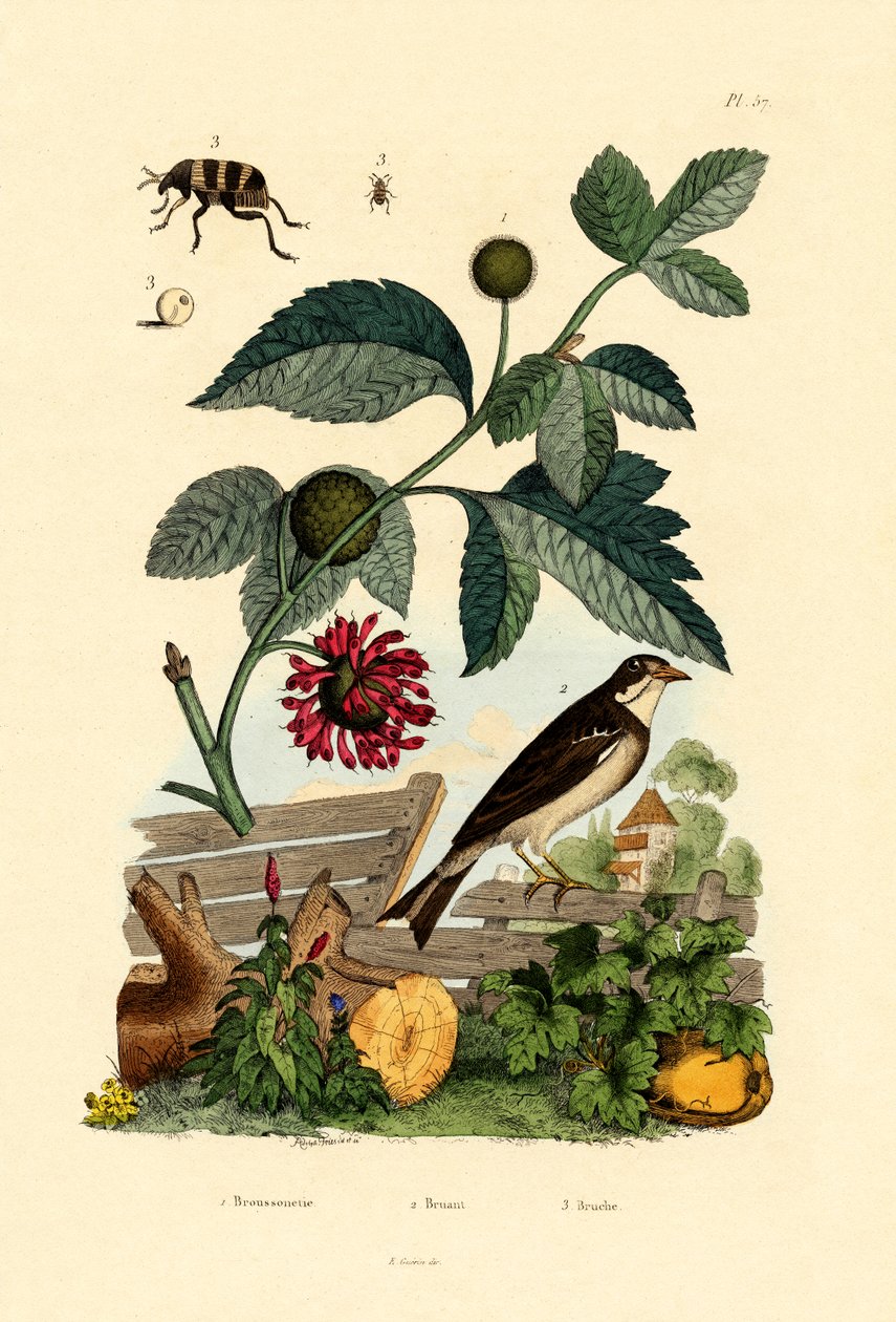 Papierowa morwa, 1833-39 autorstwa French School