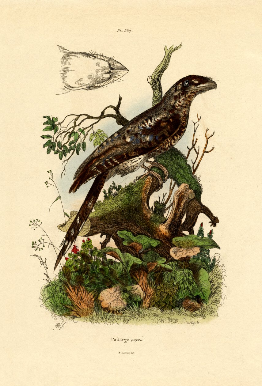 Papuaski Frogmouth, 1833-39 autorstwa French School