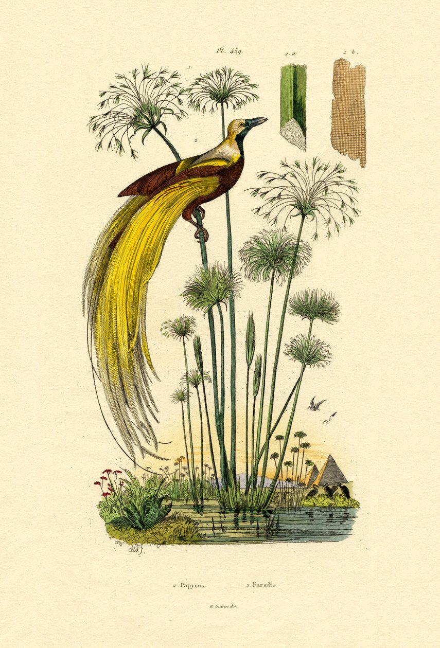 Papirus, 1833-39 autorstwa French School