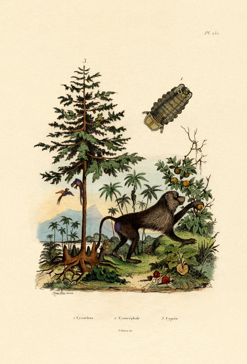 Pasożytniczy skorupiak, 1833-39 autorstwa French School