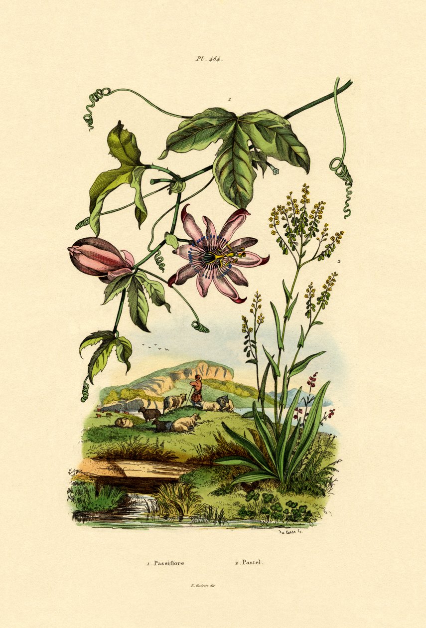 Kwiat Męki Pańskiej, 1833-39 autorstwa French School