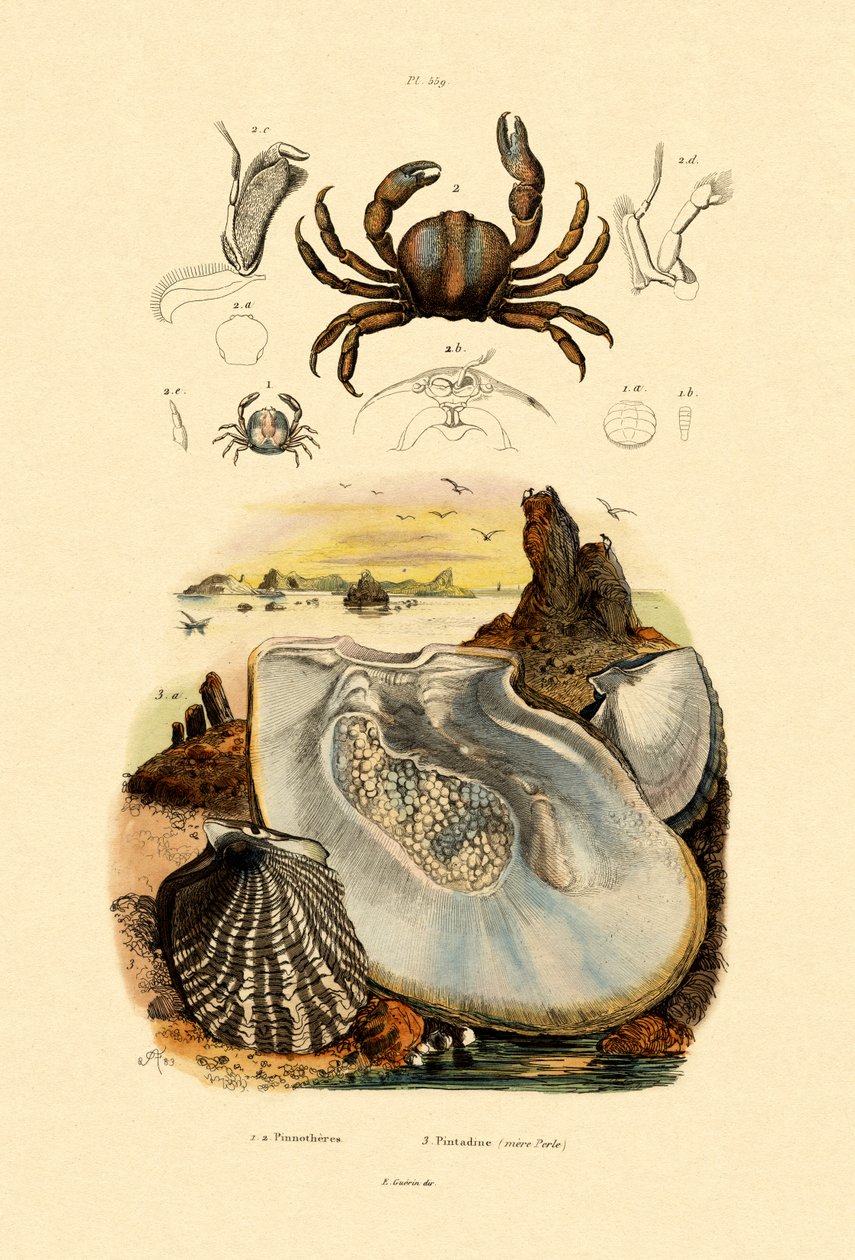 Pea Crab, 1833-39 autorstwa French School