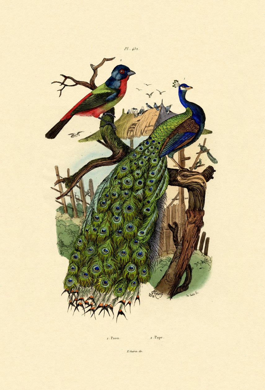 Paw, 1833-39 autorstwa French School