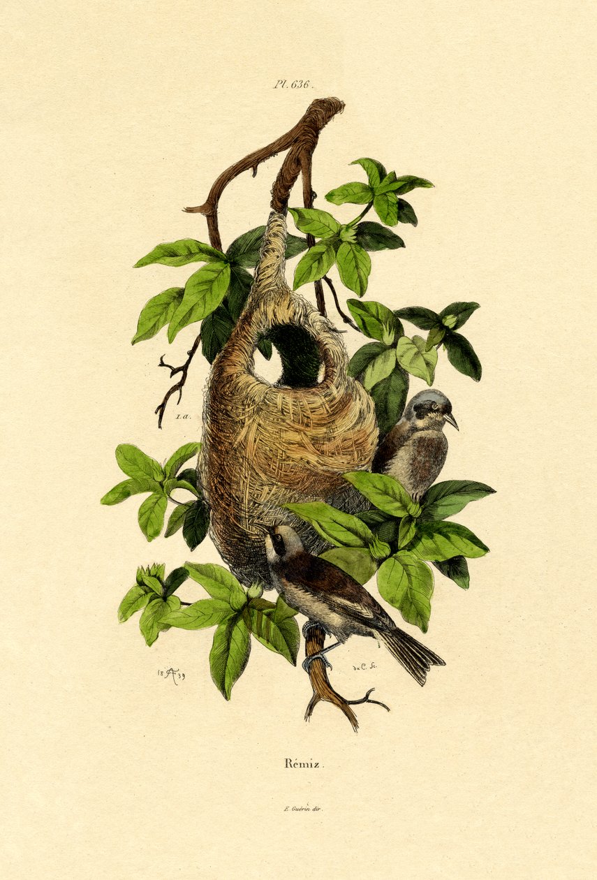 Sikora Penduline, 1833-39 autorstwa French School