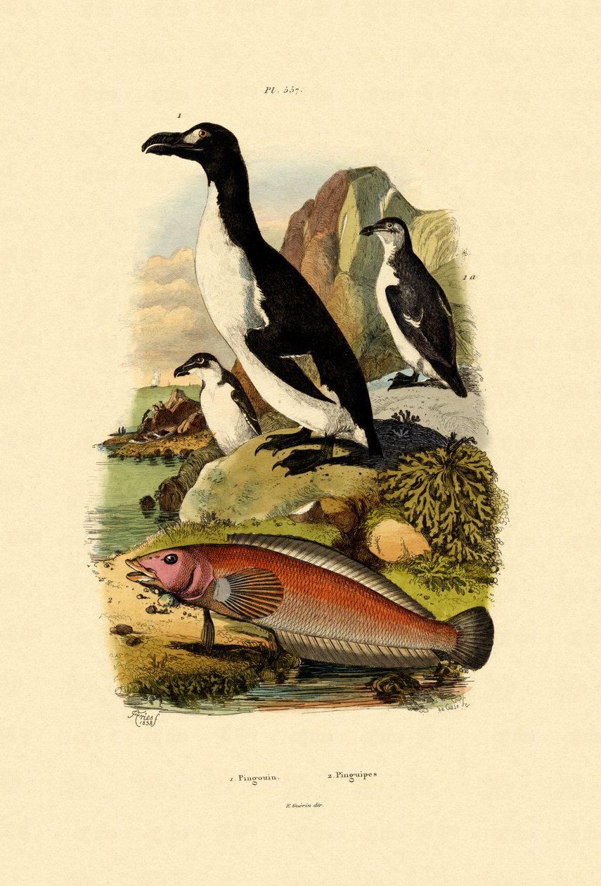 Pingwin, 1833-39 autorstwa French School