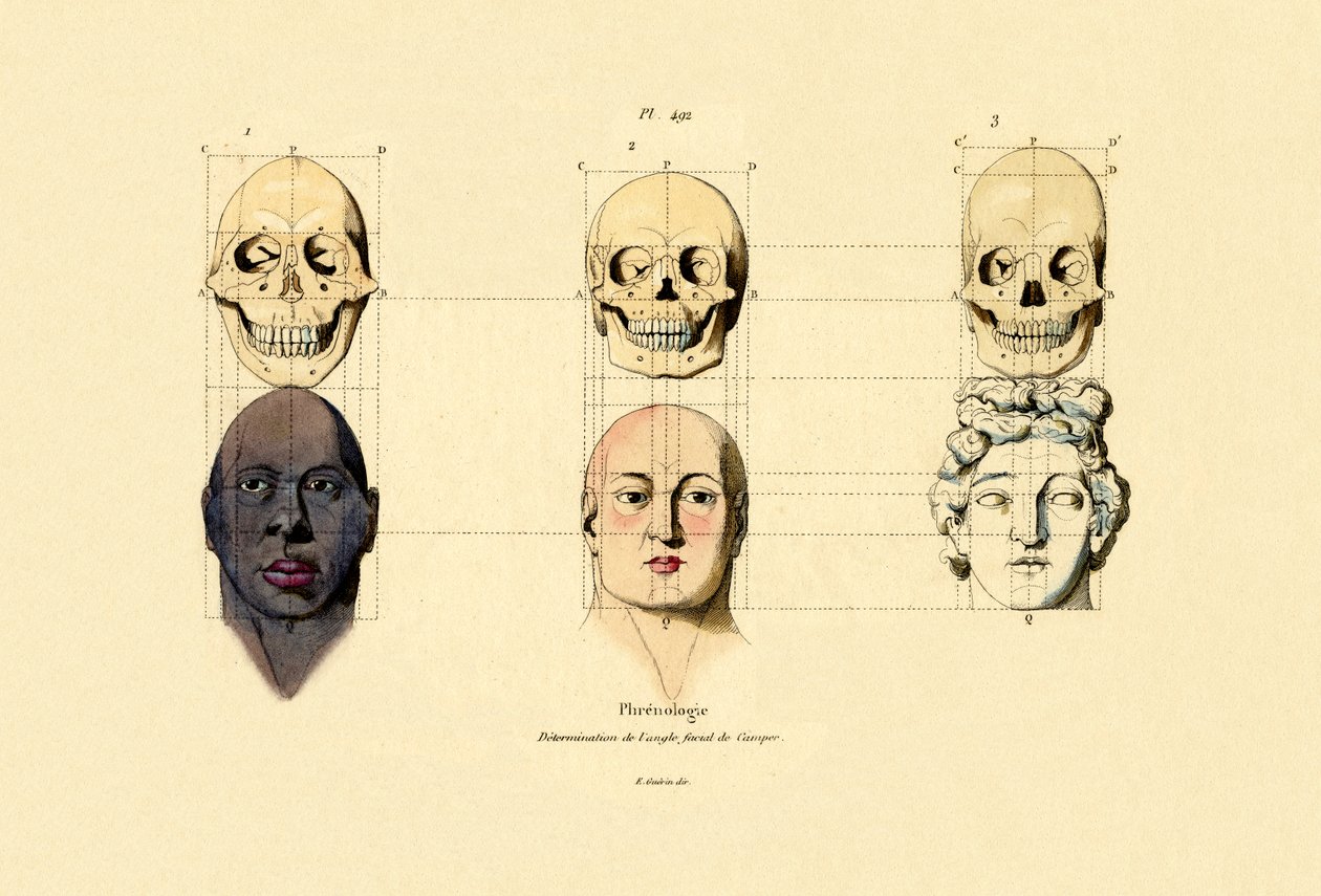 Frenologia, 1833-39 autorstwa French School