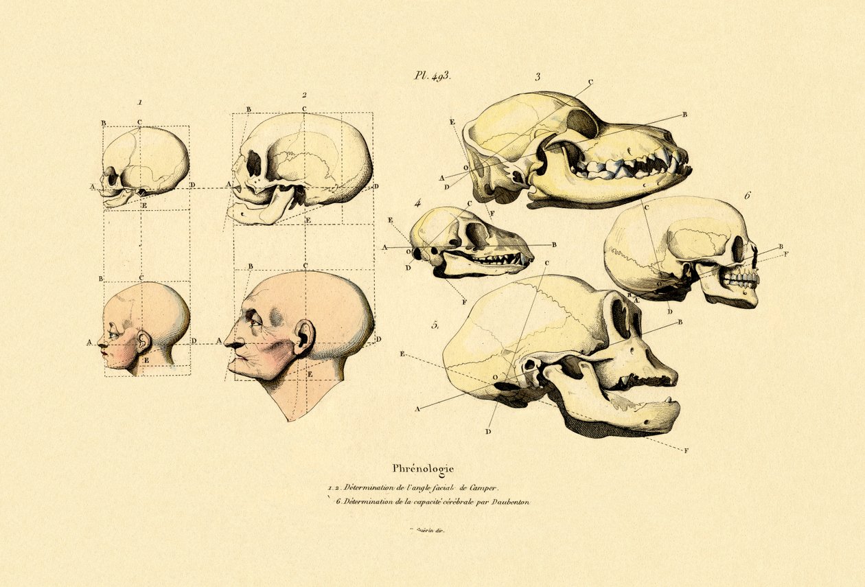 Frenologia, 1833-39 autorstwa French School