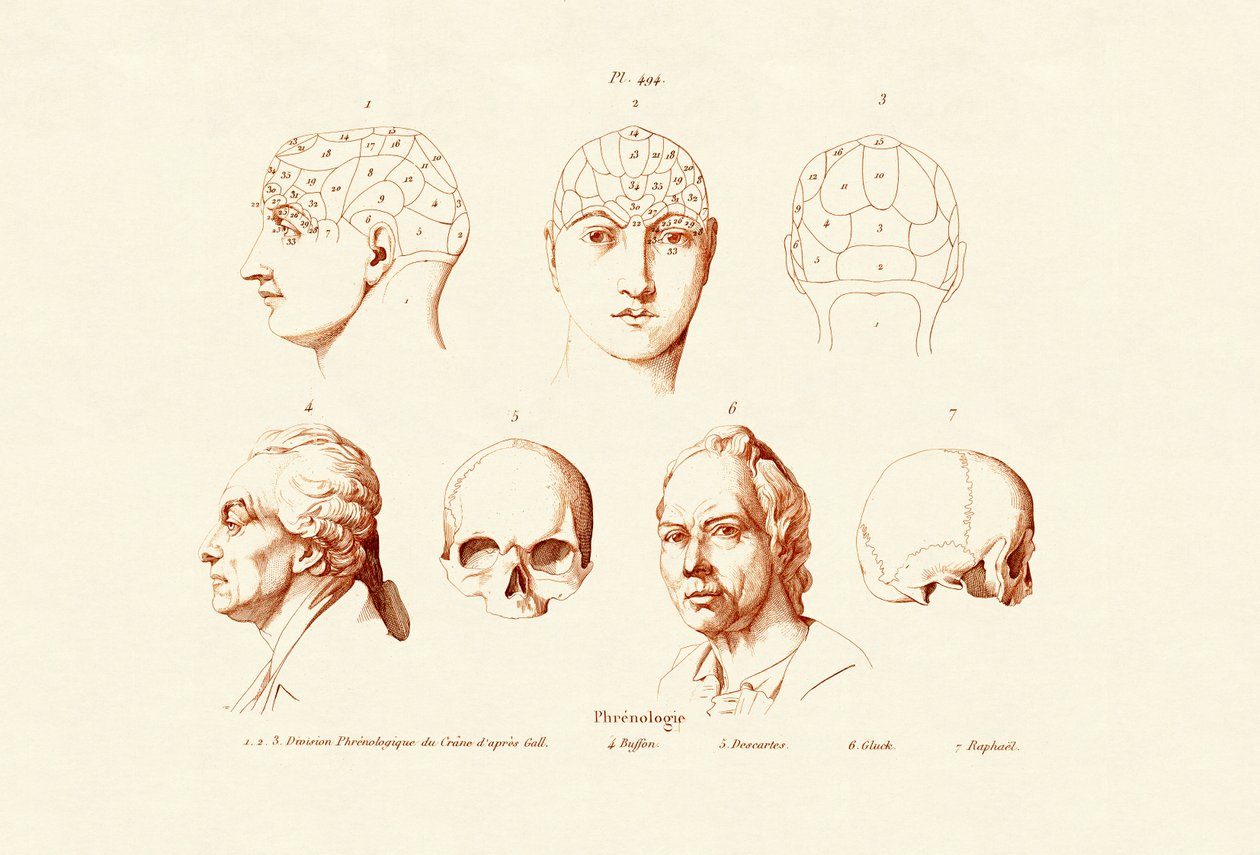 Frenologia, 1833-39 autorstwa French School