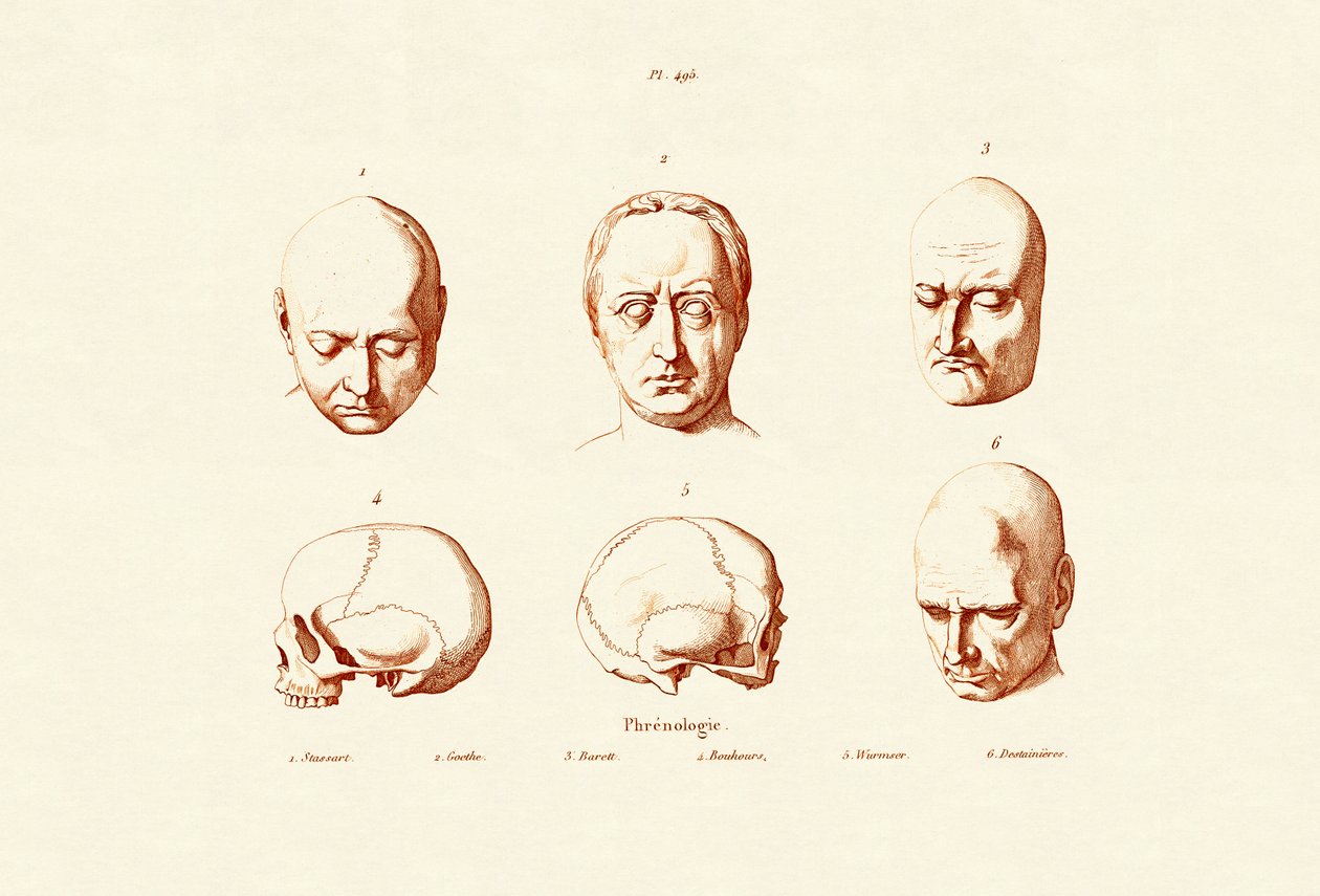 Frenologia, 1833-39 autorstwa French School