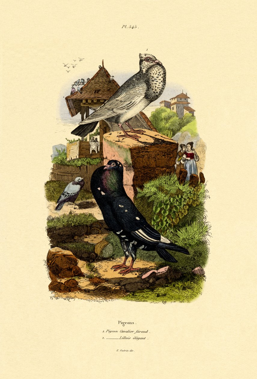Gołębie, 1833-39 autorstwa French School