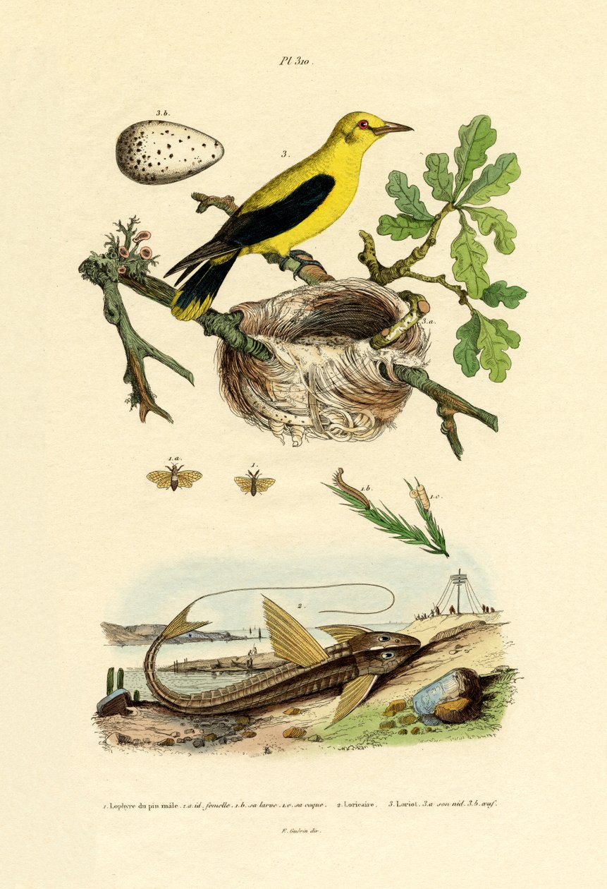 Sawfly, 1833-39 autorstwa French School