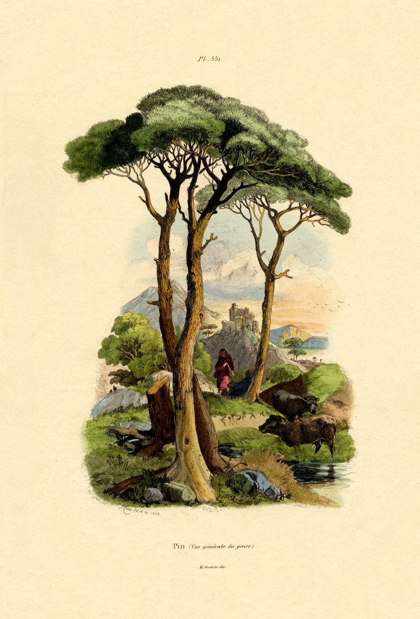 Sosna, 1833-39 autorstwa French School
