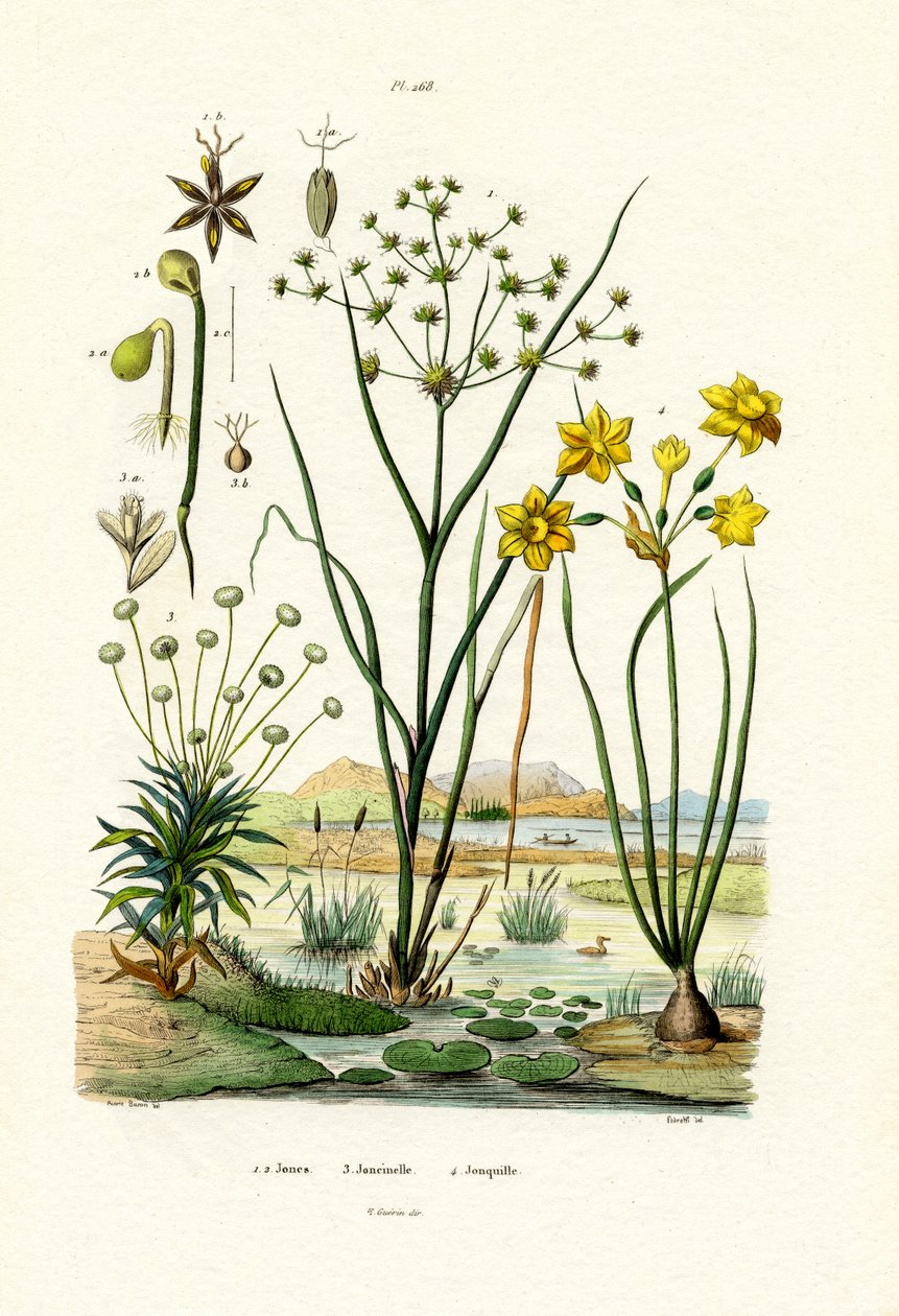 Pipewort, 1833-39 autorstwa French School