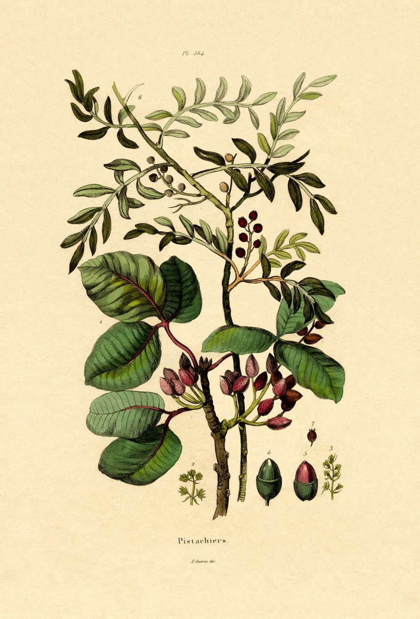 Pistacja, 1833-39 autorstwa French School