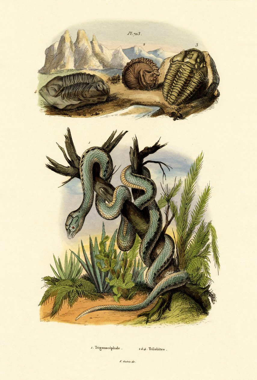 Pit Viper, 1833-39 autorstwa French School