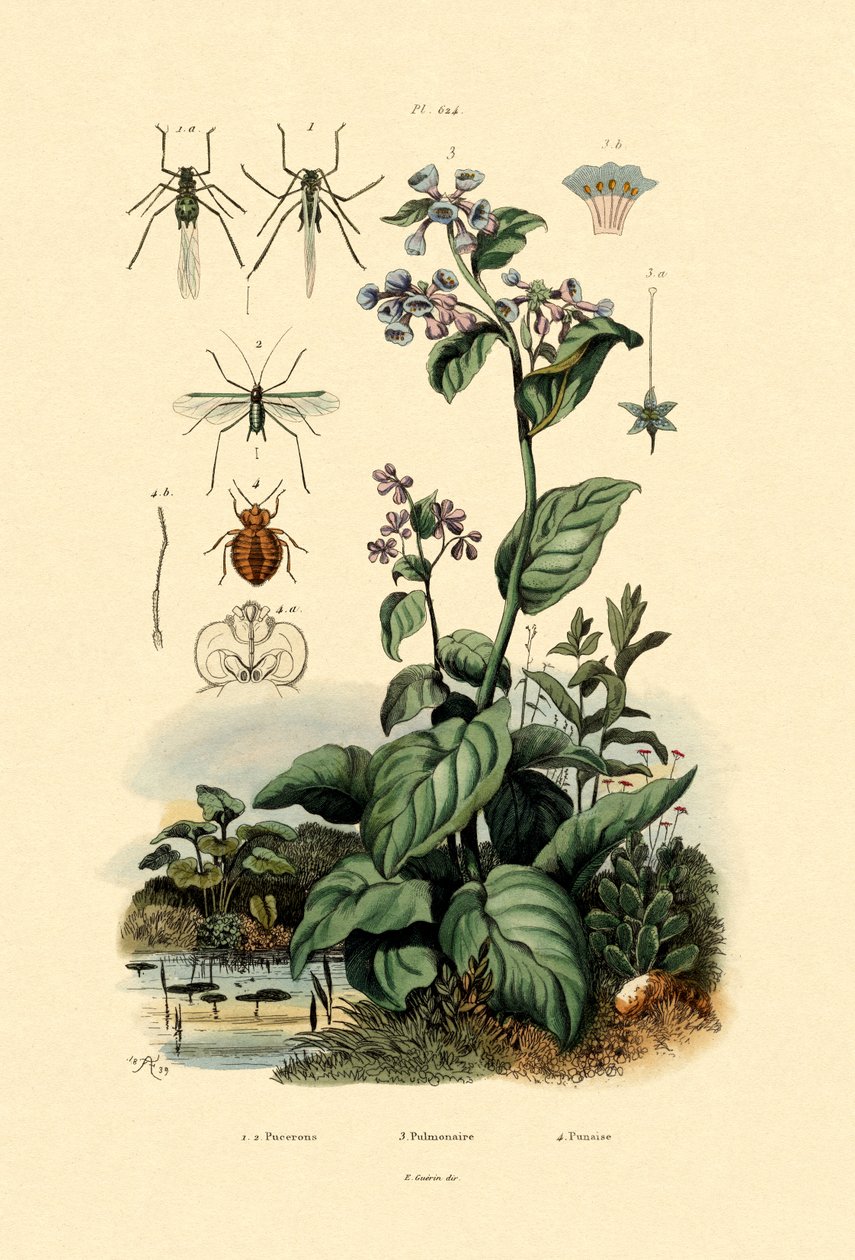 Plantlice, 1833-39 autorstwa French School