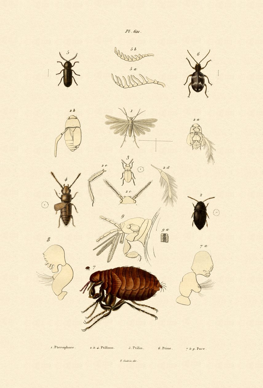 Pióropuszowa ćma, 1833-39 autorstwa French School