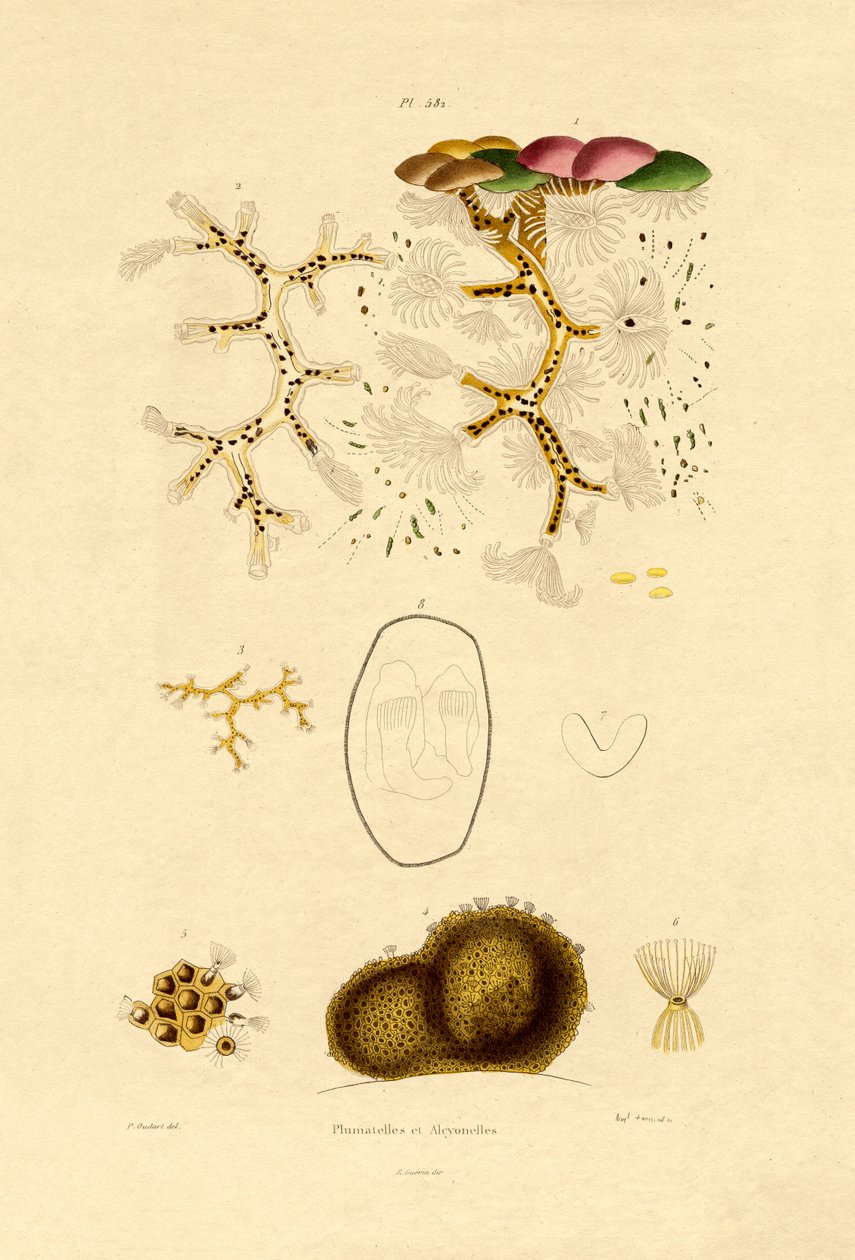 Polip, 1833-39 autorstwa French School