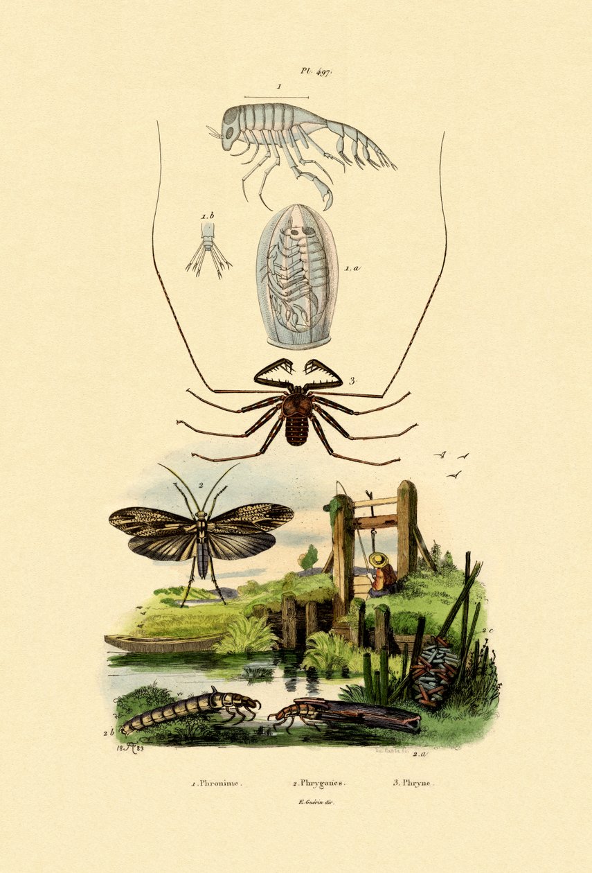 Wózek Bug Amfipod, 1833-39 autorstwa French School