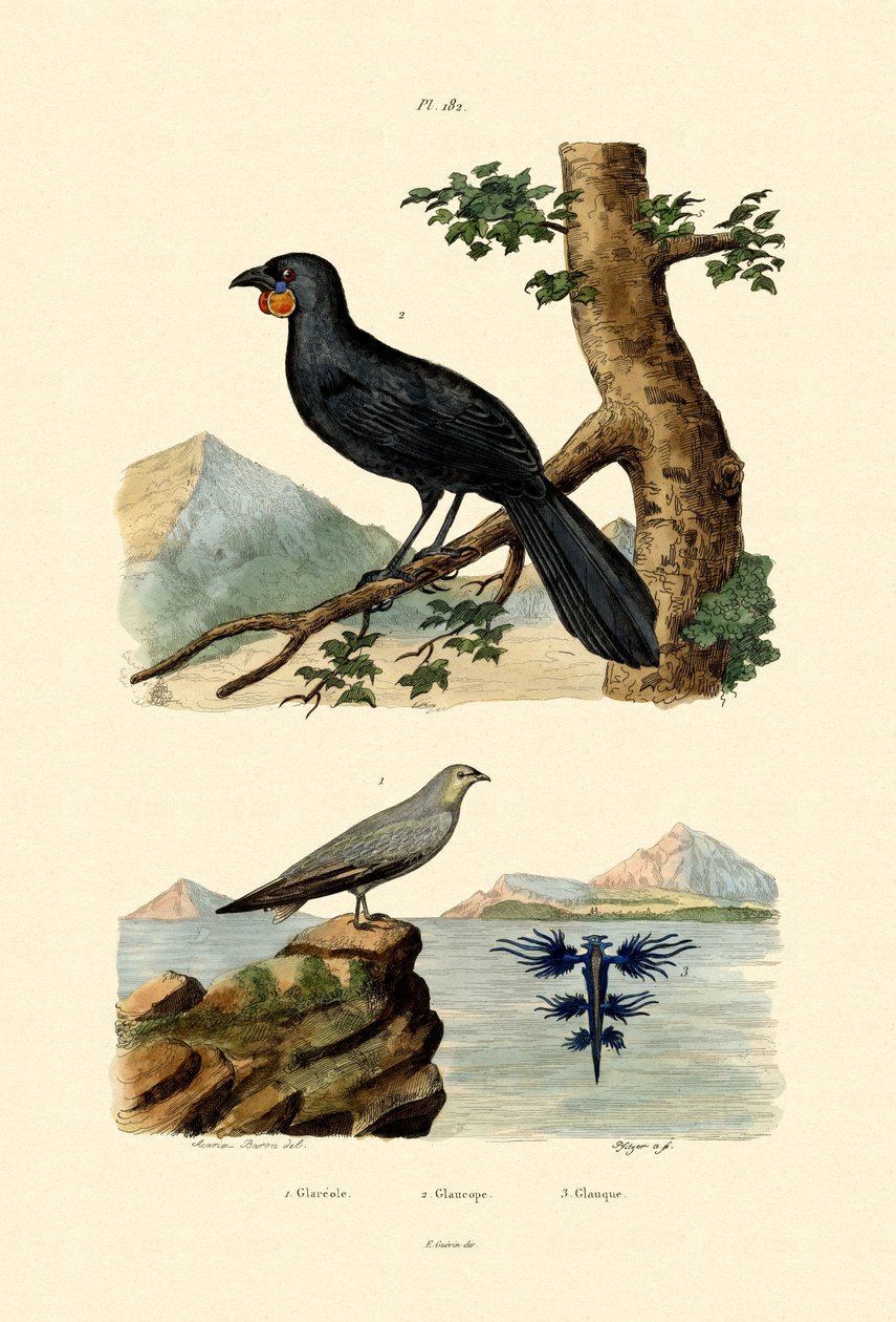 Pratincole, 1833-39 autorstwa French School