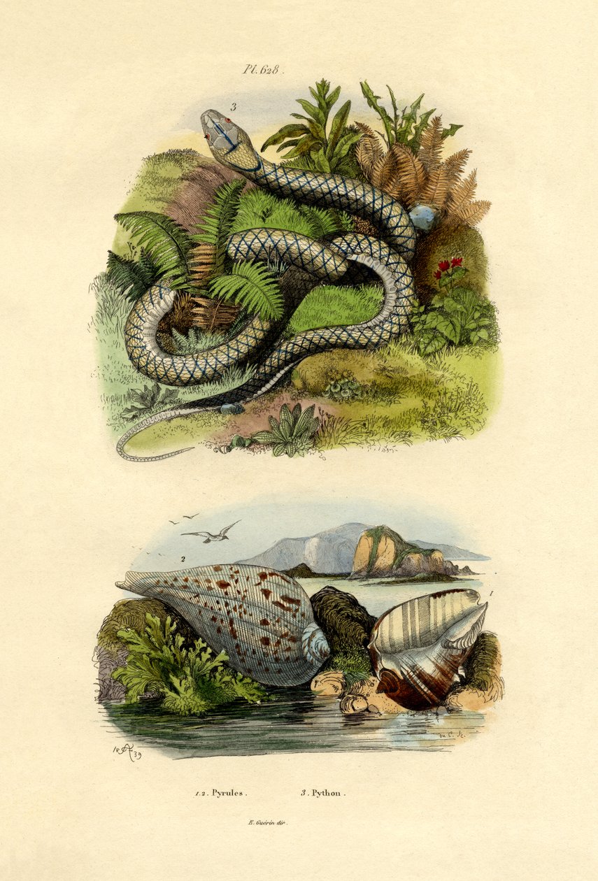 Muszle Pyrula, 1833-39 autorstwa French School