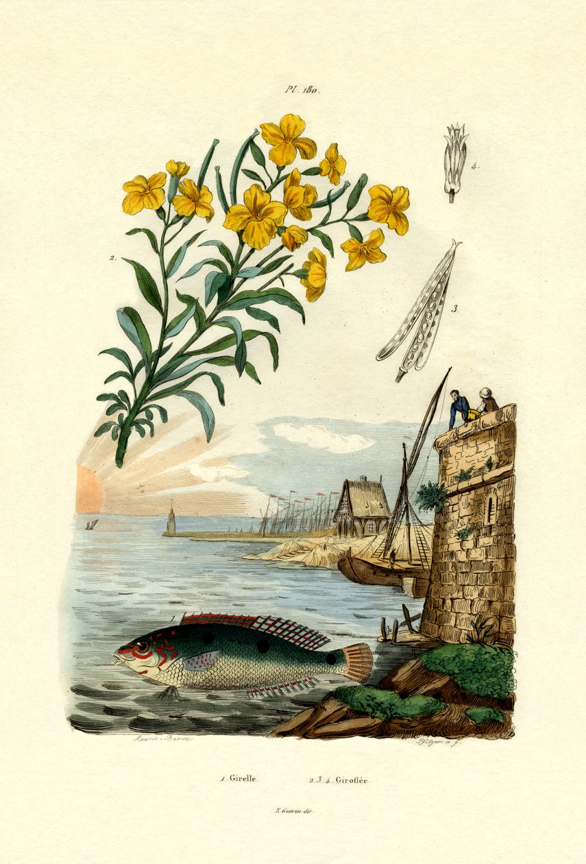 Wargacz tęczowy, 1833-39 autorstwa French School