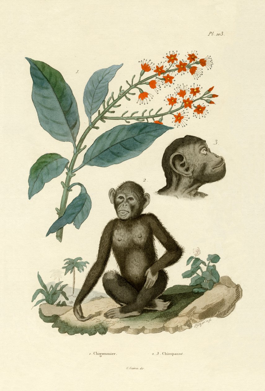 Czerwona wierzba krzewiasta, 1833-39 autorstwa French School