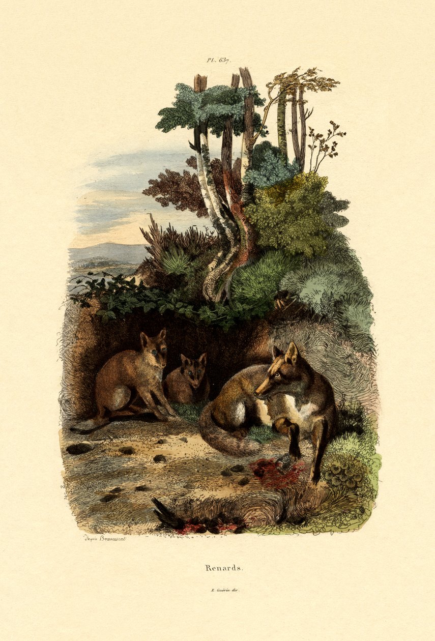Czerwony Lis, 1833-39 autorstwa French School
