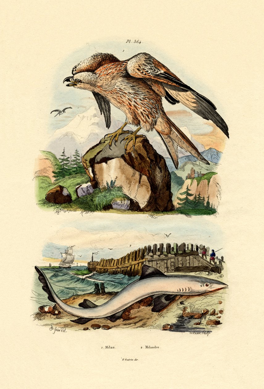 Kania ruda, 1833-39 autorstwa French School